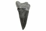 Fossil Broad-Toothed Mako Tooth - South Carolina #214648-1